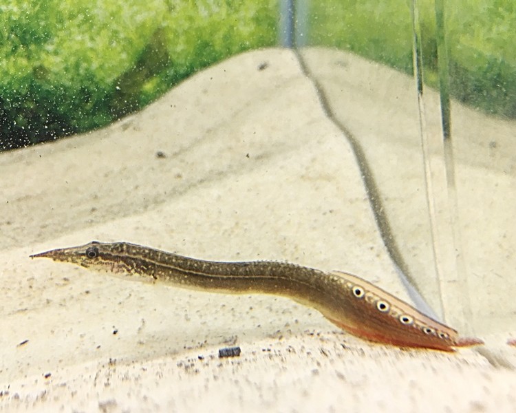 Zig Zag Eel The Trop Company